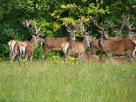 Cerfs