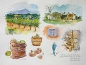Campagne du Sud