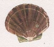 Coquille St Jacques