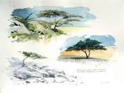 Les arbres du d&eacute;sert