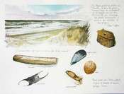 Mer du Nord