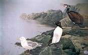 Oiseaux de mer